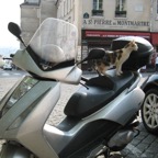 Cat in Montmartre