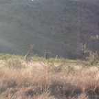 Giraffe at Pilanesberg Game Reserve