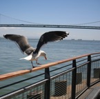 Bay Bridge Seagull