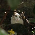 Cat in Montmartre 2