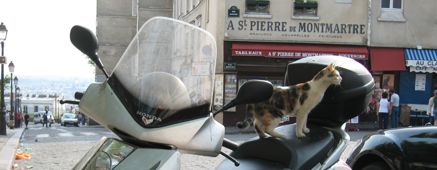 Montmartre Cat :: Paris, France