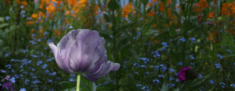 Monet's Garden :: Giverny, France