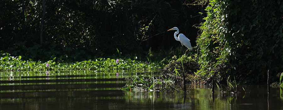 Solitary Bird :: Amazon Rainforest, Peru